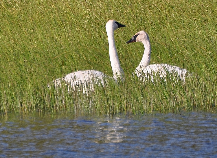 two love swans